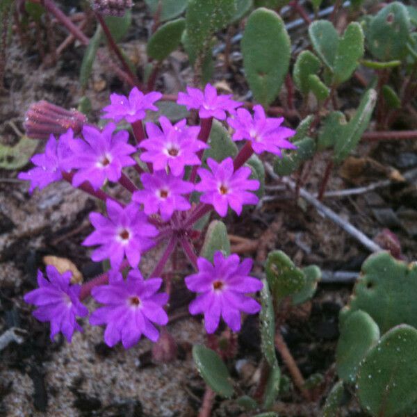 Abronia umbellata Flower