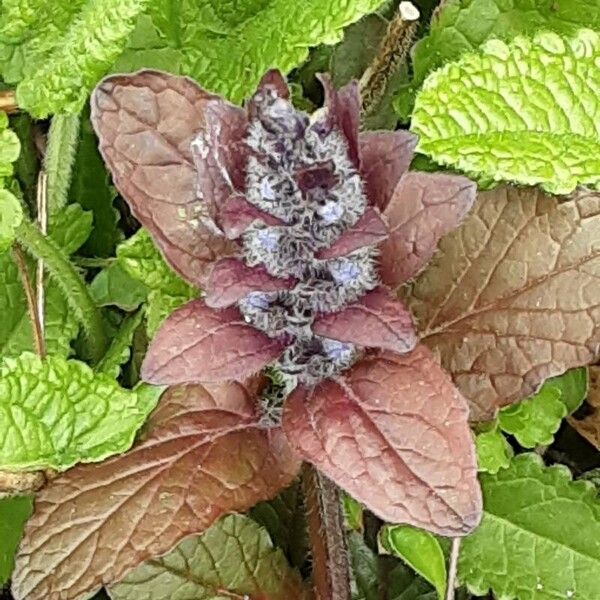 Ajuga pyramidalis Цвят