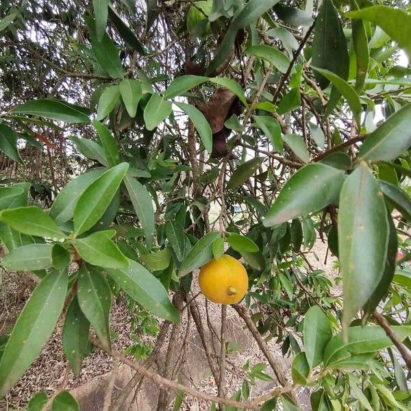 Eugenia pyriformis Fruit