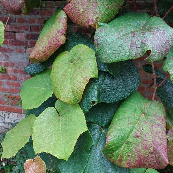 Vitis coignetiae Leaf