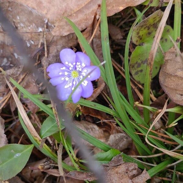 Hepatica nobilis Kukka