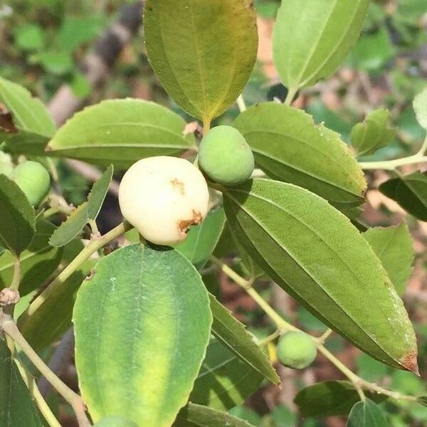 Ziziphus rivularis Feuille