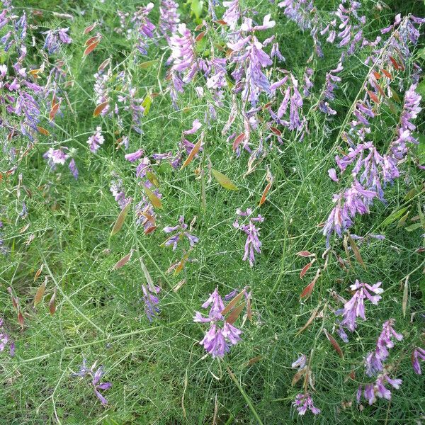 Vicia dalmatica Vekstform