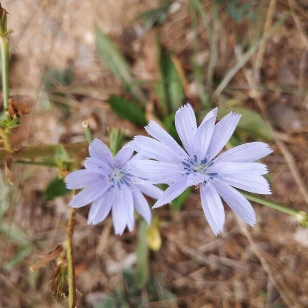 Cichorium intybus Flower