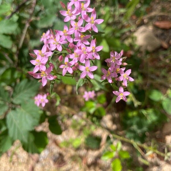 Centaurium erythraea ফুল