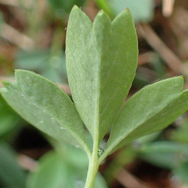 Sibbaldia procumbens Fuelha