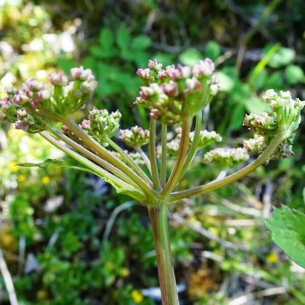 Angelica sylvestris Цвят