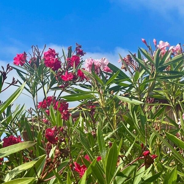 Nerium oleander Blomst