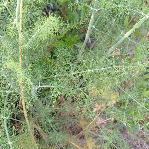 Foeniculum vulgare Pokrój