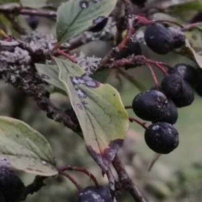 Cotoneaster acutifolius 果