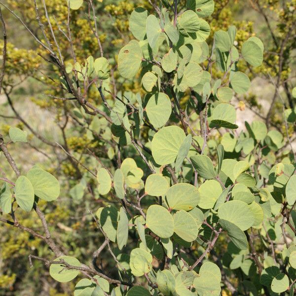 Bauhinia lunarioides Агульны выгляд