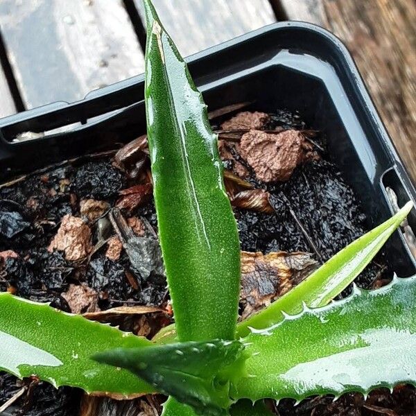 Agave decipiens Lehti