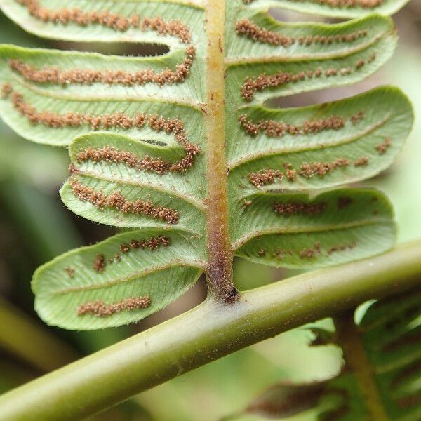 Thelypteris interrupta Ліст