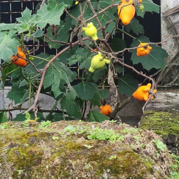 Solanum mammosum Fruitua