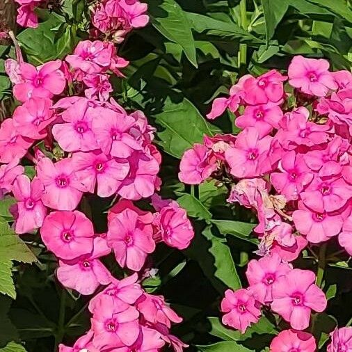 Phlox paniculata 花