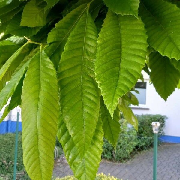 Castanea sativa 叶