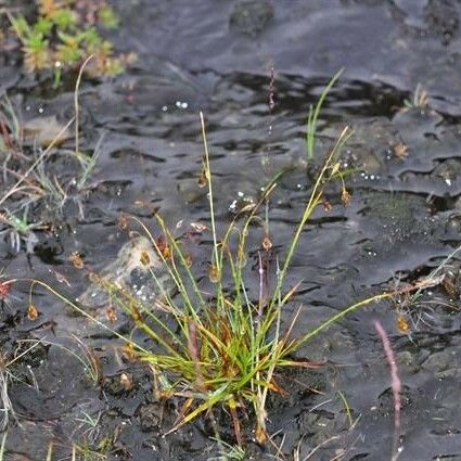 Carex capillaris Habitus