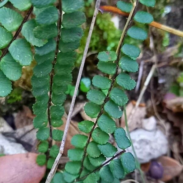 Asplenium trichomanes Leaf