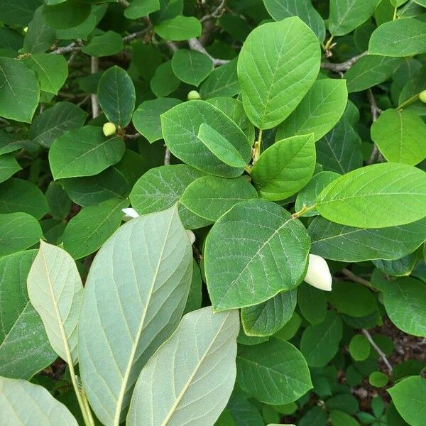 Magnolia sieboldii Ліст