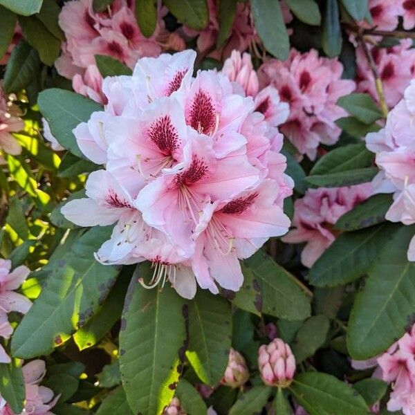 Rhododendron maximum Flower