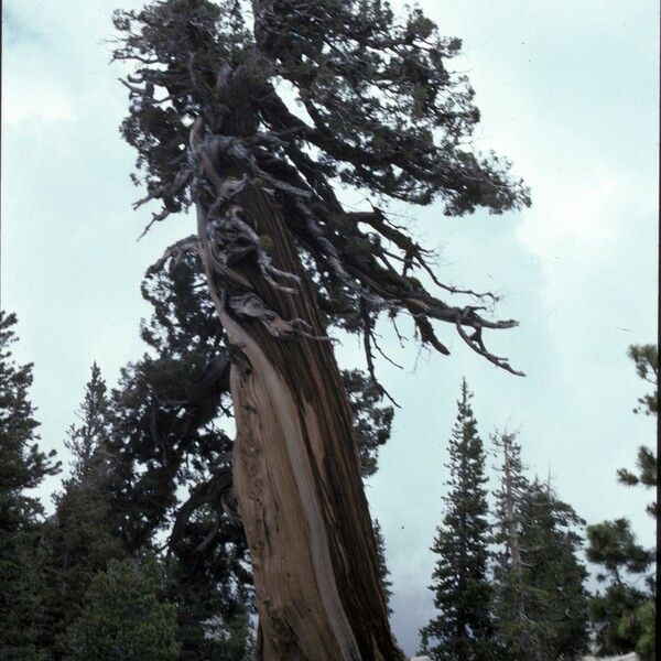 Juniperus occidentalis Характер