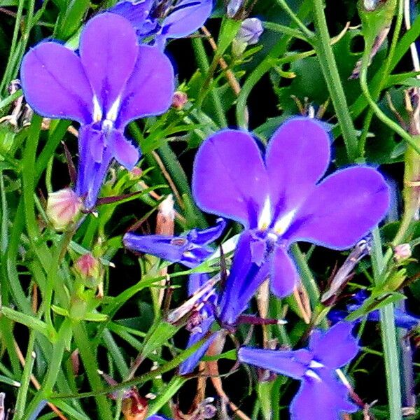 Lobelia erinus Flower