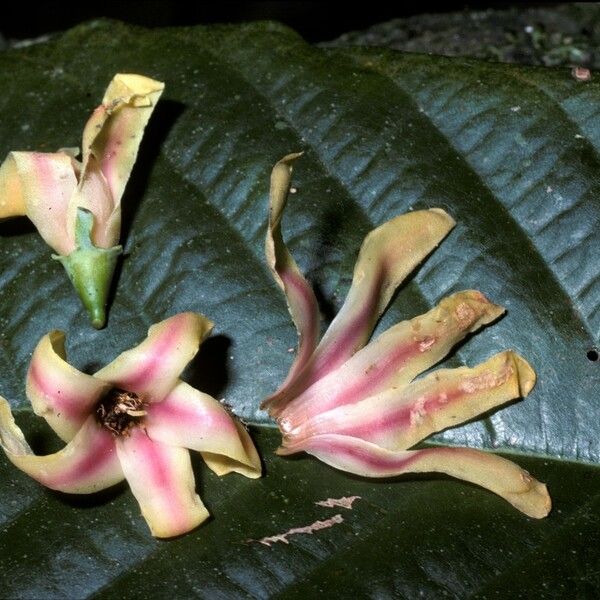 Dipterocarpus indicus Flor