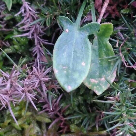 Rumex acetosella Fuelha