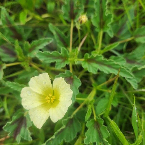 Monsonia longipes Blomma