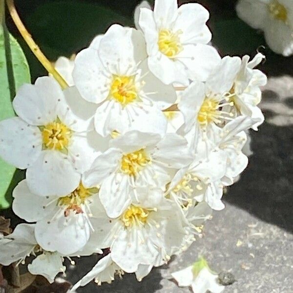 Spiraea trilobata Flower