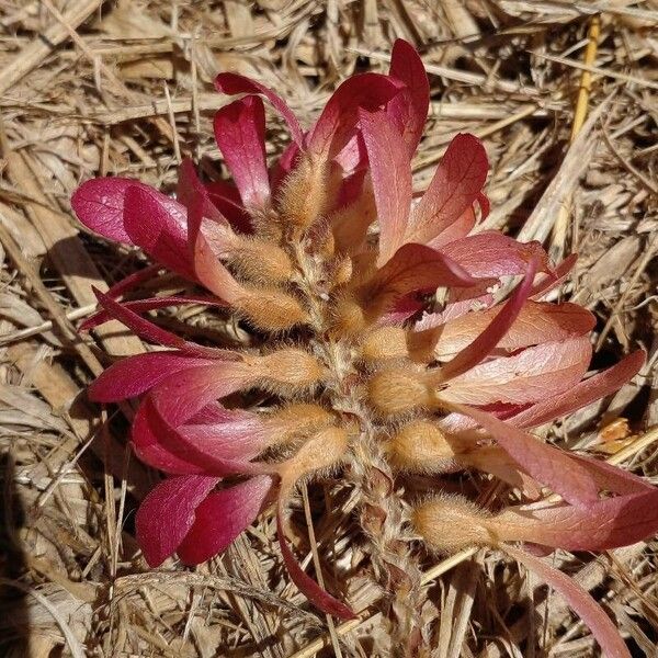 Triplaris americana Blüte