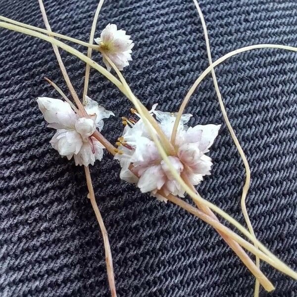 Cuscuta approximata 花