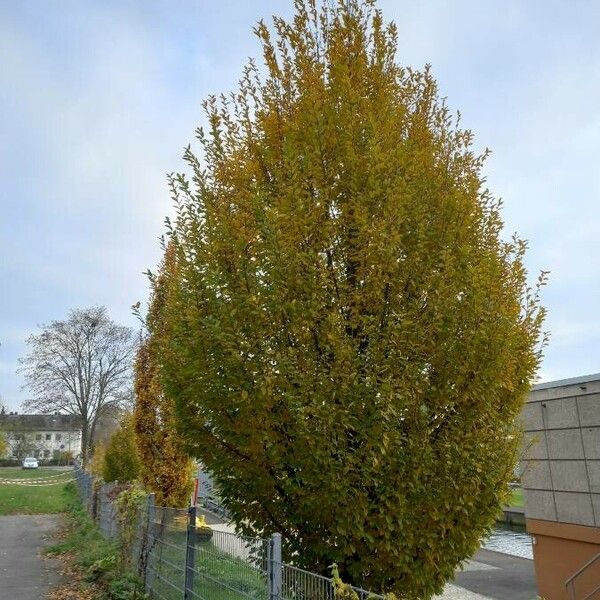 Carpinus betulus Habit