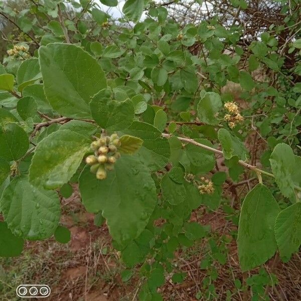 Cordia monoica Levél