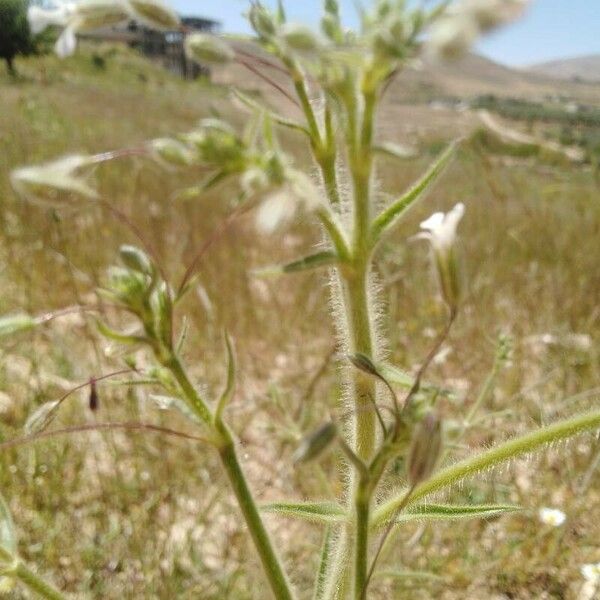 Gypsophila pilosa Цветок