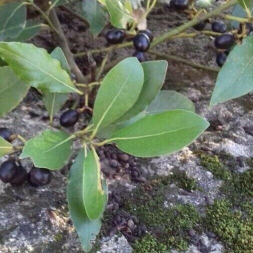 Laurus nobilis Leaf