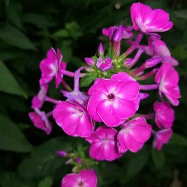 Phlox drummondii ফুল