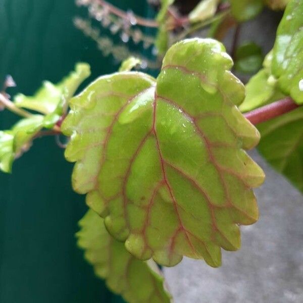 Plectranthus verticillatus Leaf