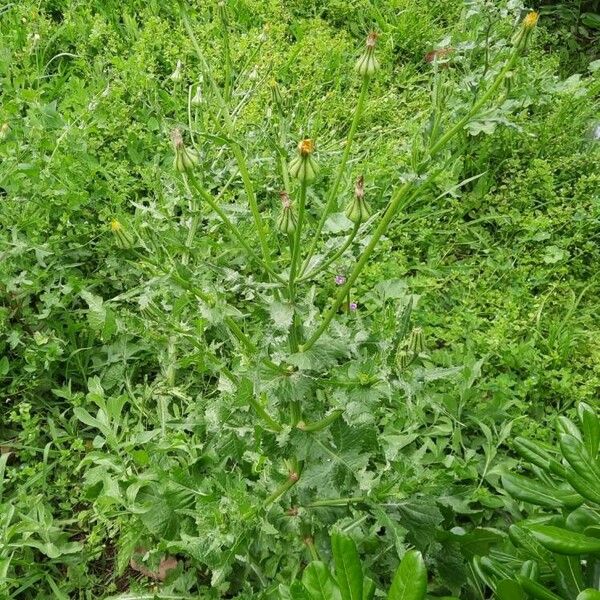 Urospermum picroides Hábito