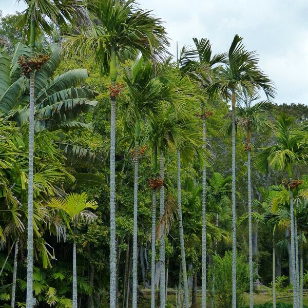 Areca catechu 整株植物