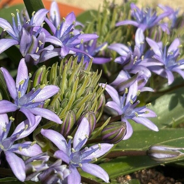 Scilla peruviana പുഷ്പം