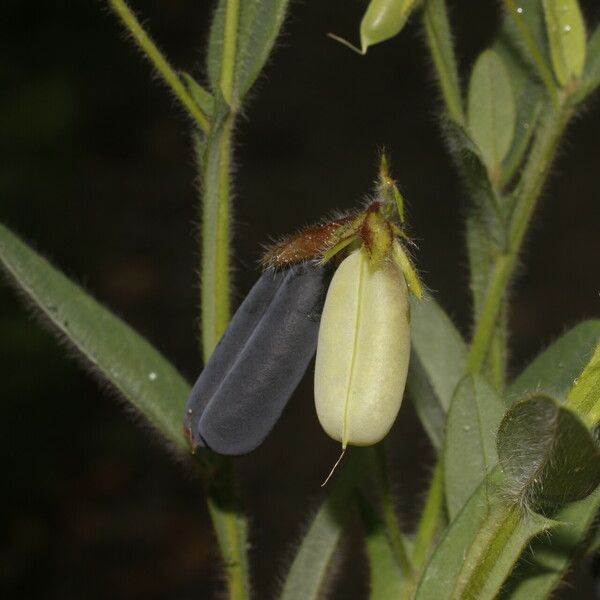 Crotalaria sagittalis Плод