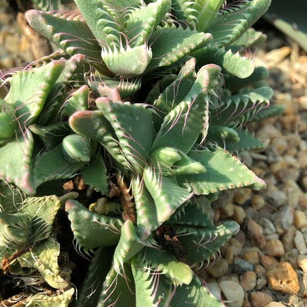 Faucaria tigrina Habitus