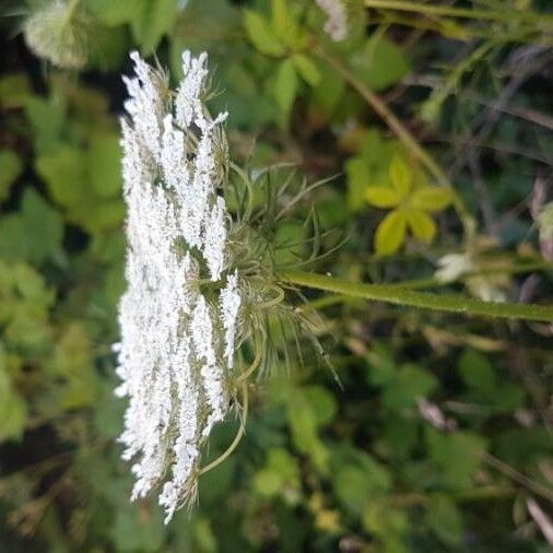 Daucus carota പുഷ്പം