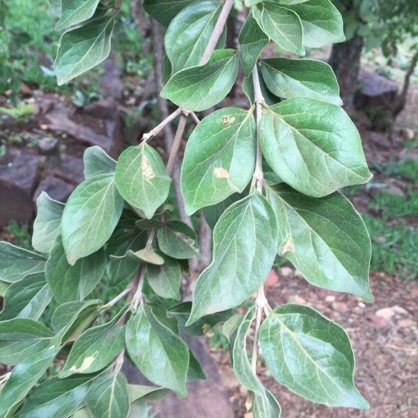 Afrocanthium mundianum Leaf