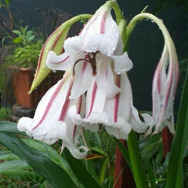 Crinum bulbispermum 花