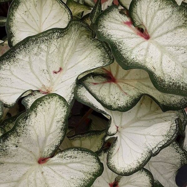 Caladium bicolor Habit