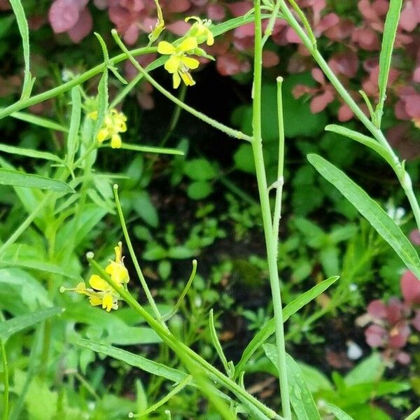 Sisymbrium orientale Habit