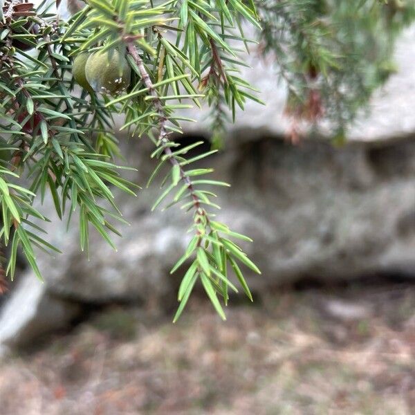 Juniperus oxycedrus Лист