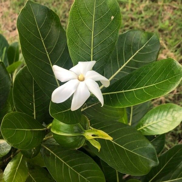 Gardenia taitensis Virág